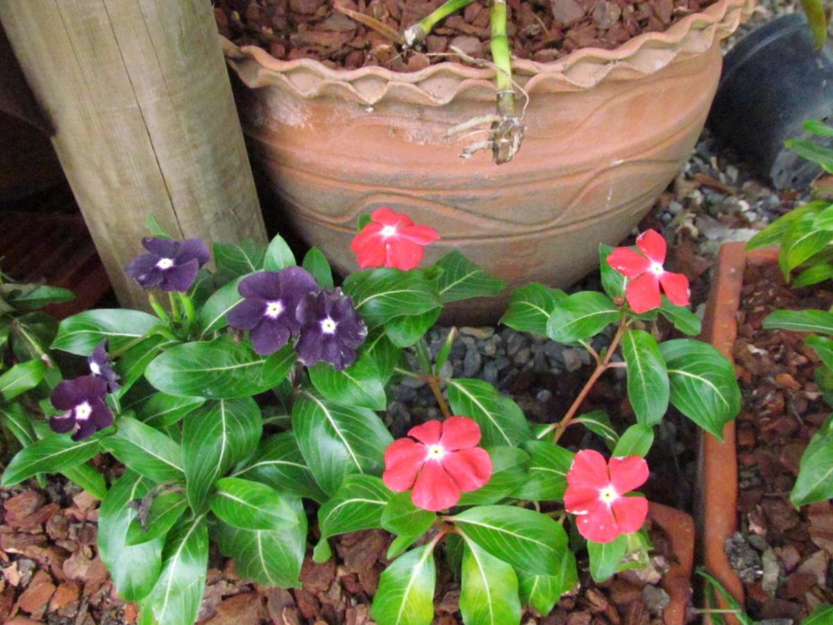 Mi Jardin Encantado 빌라 외부 사진
