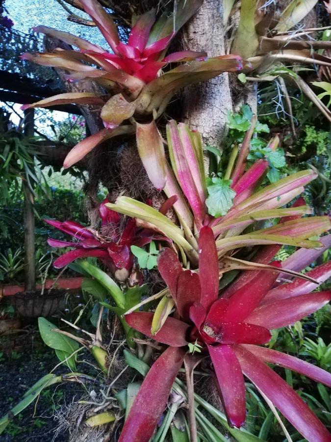 Mi Jardin Encantado 빌라 외부 사진