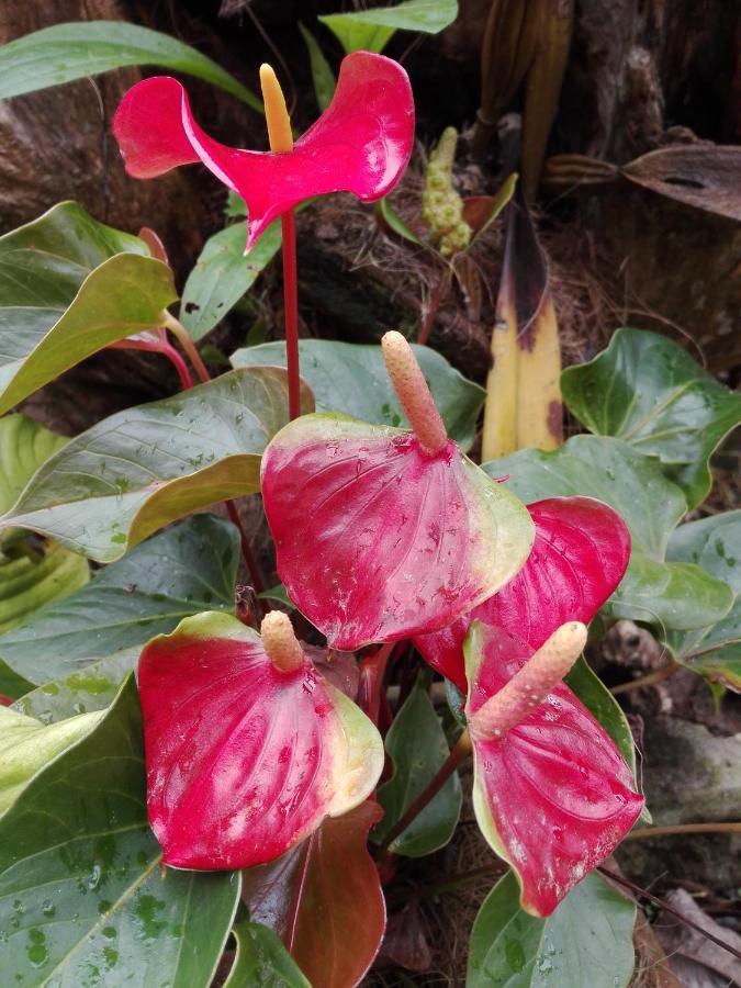Mi Jardin Encantado 빌라 외부 사진